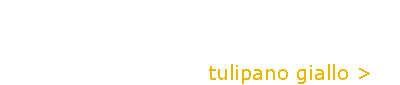 Tulipano Giallo